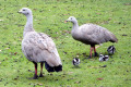 Cape-Baron-Goose-family-2-TAS