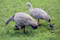 Cape-Baron-Goose-family-TAS