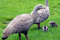 Cape-Barren-Geese-and-goslings-Cereopsis-novaehollandiae-Natureworld-Bicheno-TAS