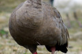 Cape-Barren-Goose-Cereopsis-novaehollandiae-Kyabram-Fauna-Park-VIC