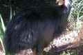 Cassowary-Melbourne-Zoo