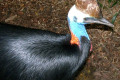 Cassowary-front-half-Melbourne-Zoo