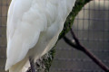 Cattle-Egret-Bubulcus-ibis-non-breeding-plumage-Melb-Zoo-VIC