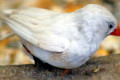 Chestnut-Flanked-White-Zebra-Finch-Female-1-Zoo-Doo-TAS