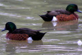 Chestnut-Teal-Anas-castanea-1-Male-Kyabram-Fauna-Park-VIC