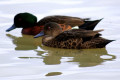 Chestnut-Teal-Anas-castanea-3-Female-front-Kyabram-Fauna-Park-VIC