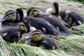 Chestnut-Teal-Anas-castanea-Ducklings-Natureworld-Bicheno-TAS