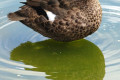 Chestnut-Teal-Anas-castanea-Female-2-Natureworld-Bicheno-TAS