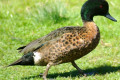 Chestnut-Teal-Anas-castanea-Male-2-Natureworld-Bicheno-TAS