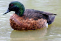 Chestnut-Teal-Anas-castanea-Male-3-Natureworld-Bicheno-TAS