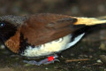 Chestnut-breasted-Munia-Lonchura-castaneothorax-Chestnut-breasted-Mannikin-Bully-Bird-1-Healesville-VIC