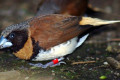 Chestnut-breasted-Munia-Lonchura-castaneothorax-Chestnut-breasted-Mannikin-Bully-Bird-2-Healesville-VIC