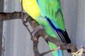 Cloncurry-Ringneck-Mallee-Ringneck-Parrot-Platycercus-zonarius-macgillivrayi-1-Tasmania-Zoo