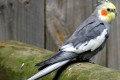 Cockatiel-Nymphicus-hollandicus-Quarrion-Cockatoo-Parrot-1-Ballarat-Bird-World-VIC