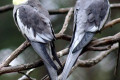 Cockatiel-Nymphicus-hollandicus-Quarrion-Weiro-Kyabram-Fauna-Park-VIC