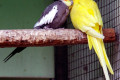 Cockatiel-with-Yellow-Indian-Ringneck-Ballarat-Bird-World-VIC