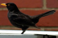 Common-Blackbird-male-1-Melbourne-VIC