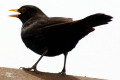 Common-Blackbird-male-2-Melbourne-VIC