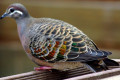 Common-Bronzewing-Phaps-chalcoptera-Female-Ballarat-Bird-World-VIC