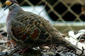 Common-Bronzewing-Phaps-chalcoptera-Male-Ballarat-Bird-World-VIC