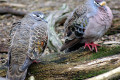 Common-Bronzewing-Phaps-chalcoptera-Male-right-Female-left-Kyabram-Fauna-Park-VIC