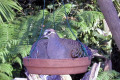 Common-Bronzewing-Pigeon-Australia-Zoo-QLD