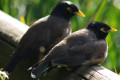 Common-Myna-Acridotheres-tristis-Melb-Zoo-VIC