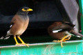 Common-Mynas