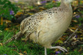 Common-Pheasant-Ring-necked-pheasant-Mongolian-Pheasant-Phasianus-colchicus-Female-1-Natureworld-Bicheno-TAS