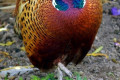 Common-Pheasant-Ring-necked-pheasant-Mongolian-Pheasant-Phasianus-colchicus-Male-1-Natureworld-Bicheno-TAS