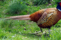 Common-Pheasant-Ring-necked-pheasant-Mongolian-Pheasant-Phasianus-colchicus-Male-4-Natureworld-Bicheno-TAS