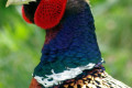 Common-Pheasant-Ring-necked-pheasant-Mongolian-Pheasant-Phasianus-colchicus-Male-5-Natureworld-Bicheno-TAS