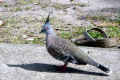 Crested-Pigeon-Ocyphaps-lophotes-1-Gold-Coast-QLD