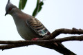 Crested-Pigeon-Ocyphaps-lophotes-Bribie-Is-Qld