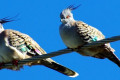 Crested-Pigeons-Ocyphaps-lophotes-Bribie-Is-Qld