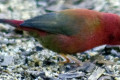 Crimson-Finch-Neochmia-phaeton-1-Wagga-Zoo-NSW