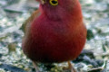 Crimson-Finch-Neochmia-phaeton-2-Wagga-Zoo-NSW