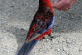 Crimson-Rosella-1-Platycercus-elegans-Tidal-River-Wilsons-Promontory-VIC