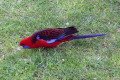 Crimson-Rosella-1-Tidal-River-Wilsons-Promontory-VIC