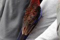 Crimson-Rosella-2-Tidal-River-Wilsons-Promontory-VIC