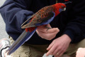 Crimson-Rosella-3-Tidal-River-carpark-VIC