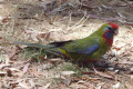 Crimson-Rosella-juvenile-Hanging-Rock-VIC