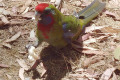 Crimson-Rosella-juvenile-with-a-piece-of-bread-Hanging-Rock-VIC