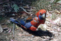 Crimson-Rosella-with-potato-chip-1-Hanging-Rock-VIC