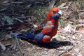 Crimson-Rosella-with-potato-chip-2-Hanging-Rock-VIC