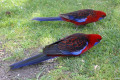 Crimson-Rosellas-2-Tidal-River-Wilsons-Promontory-VIC