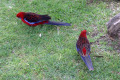 Crimson-Rosellas-3-Tidal-River-Wilsons-Promontory-VIC