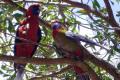 Crimson-Rosellas-adult-on-left-juvenile-on-right-Hanging-Rock-VIC