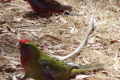 Crimson-Rosellas-adult-top-and-juvenile-bottom-of-pic-Hanging-Rock-VIC