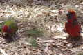 Crimson-Rosellas-juvenile-on-left-adult-on-right-eating-bread-Hanging-Rock-VIC